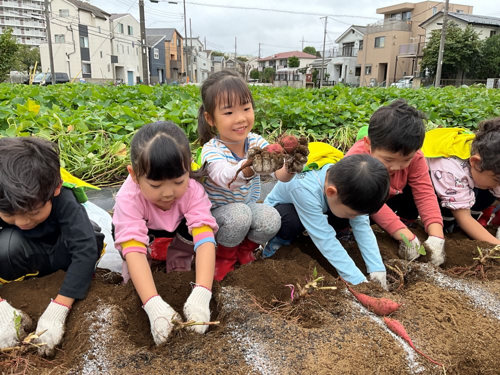芋掘り　3歳児、4歳児