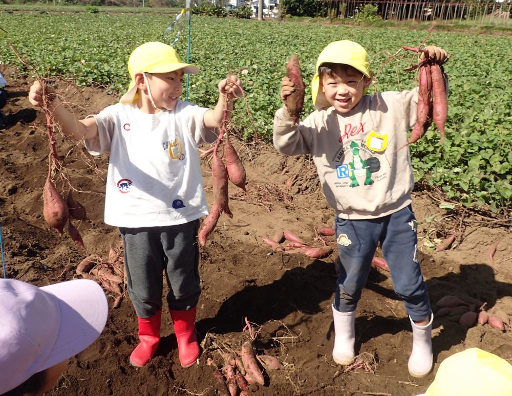 芋堀り遠足