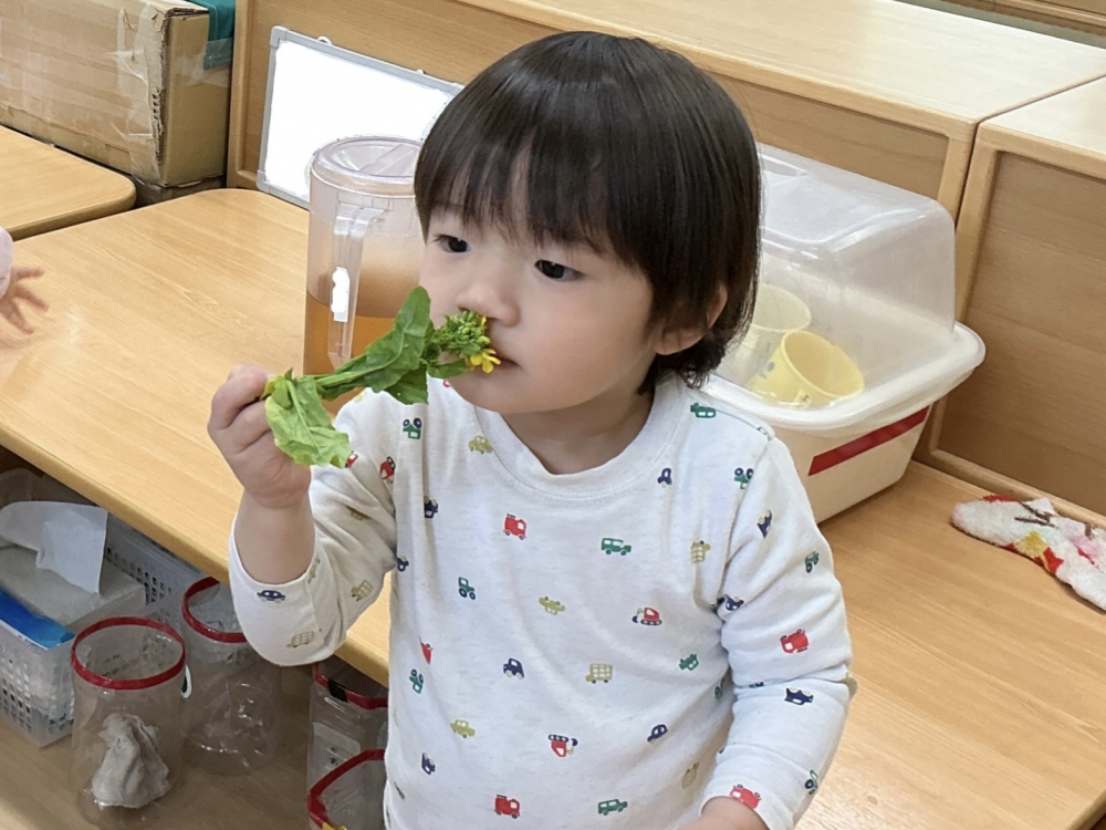 菜の花に見る・触れる