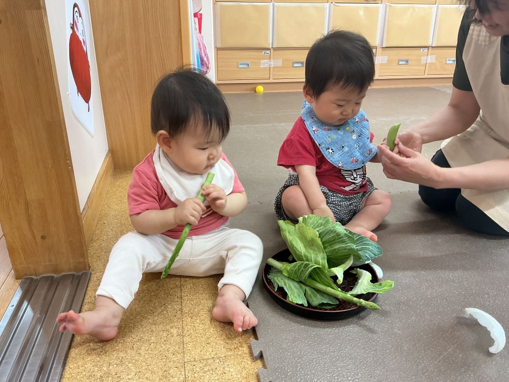 春野菜に興味深々！