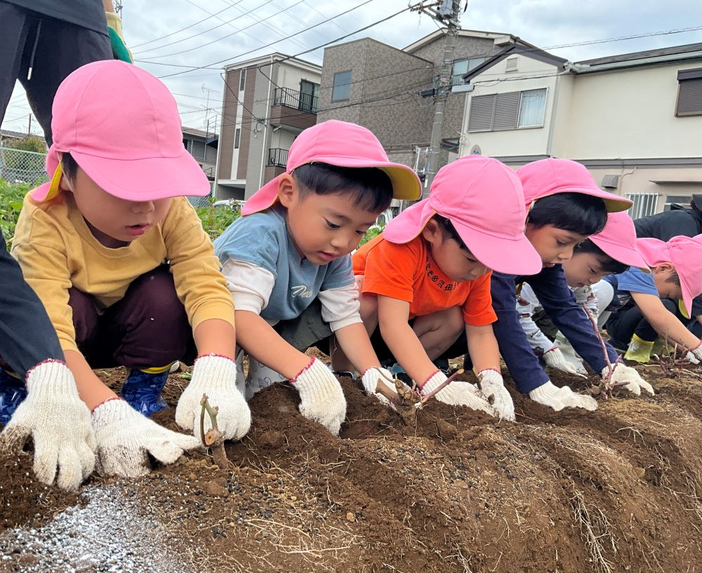 お芋掘り